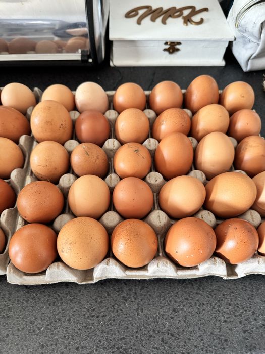 Vendo ovos caseiros 3€ a dúzia