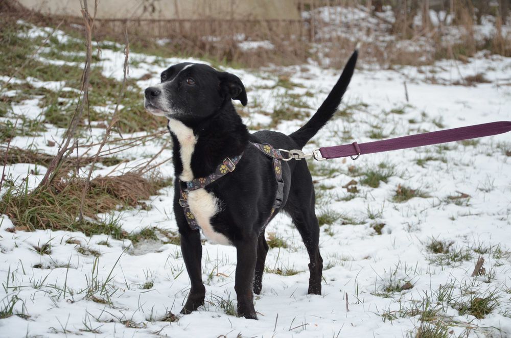 Frania do pokochania - adopcja