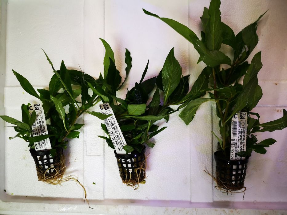 Rosliny koszyk premium sklep schangri.pl podwodny swiat kraków