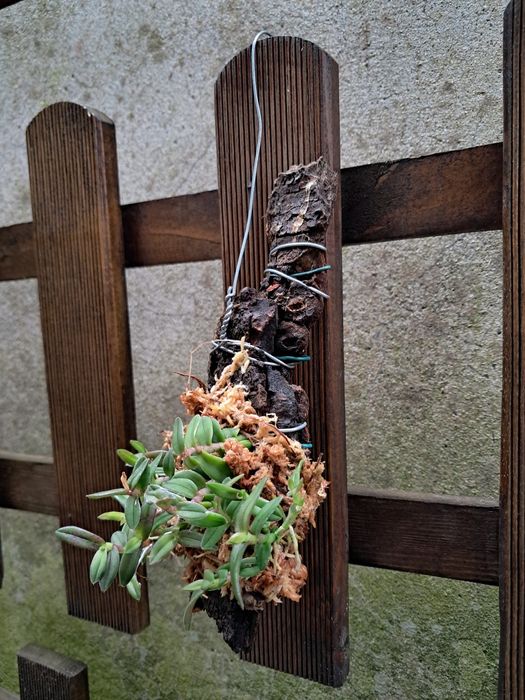 Epidendrum peperomia (porpax) - Orquídea Montada