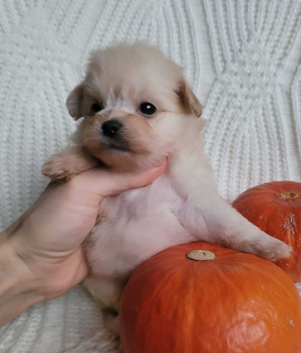 Найчарівніша  міні  Помапу кралечка з Києва