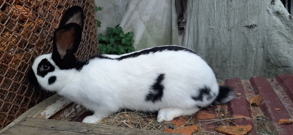 Продам кролів породи бургундець, строкач