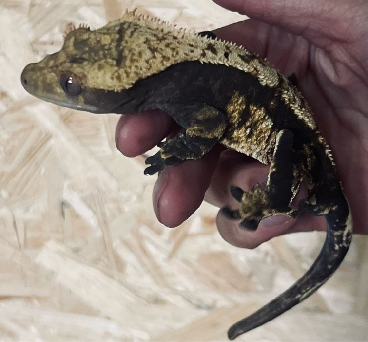 Gekon orzęsiony gekony orzęsione