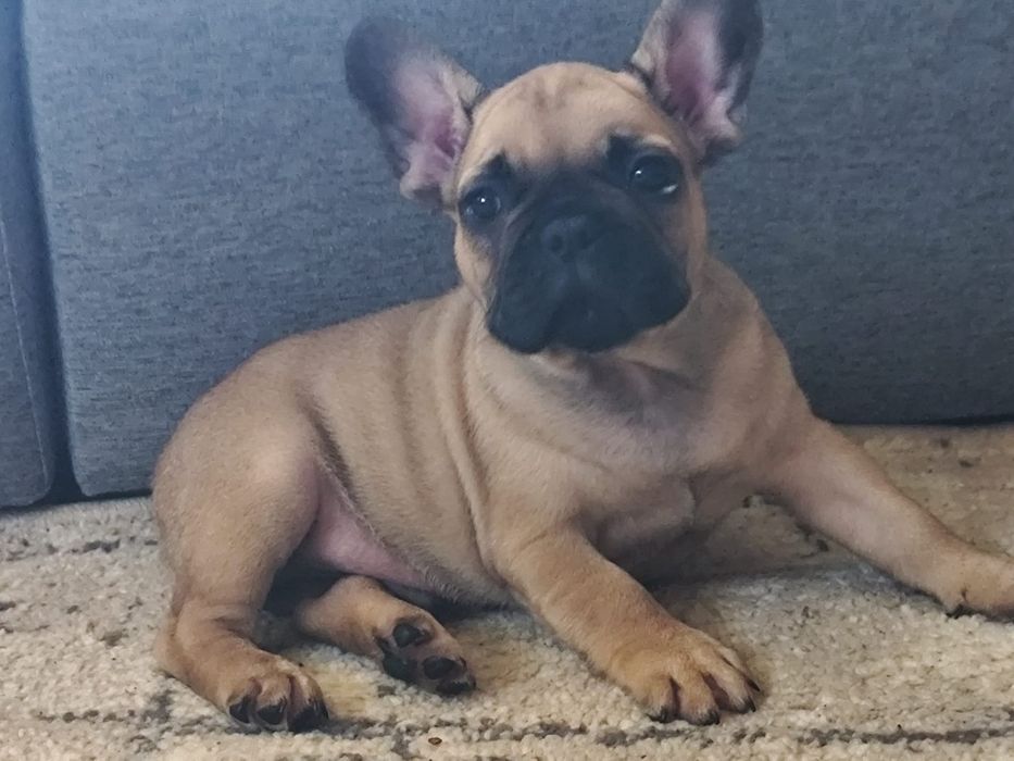 Buldog francuski piesek