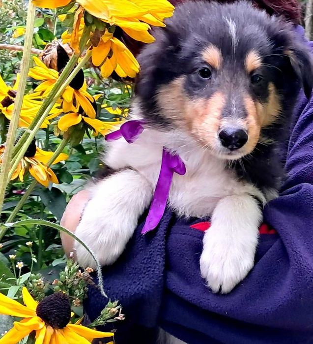 Owczarek Szkocki Collie długowłosy chłopczyk Gotowy do Odbioru