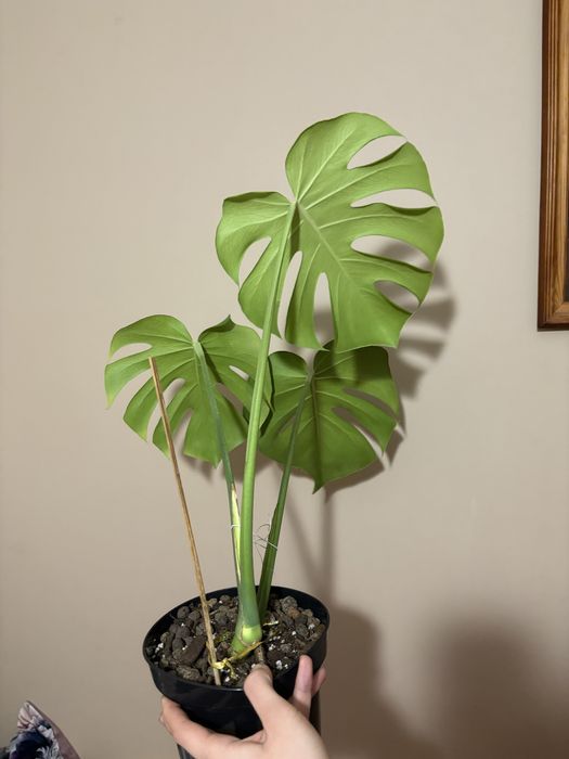 Monstera deliciosa