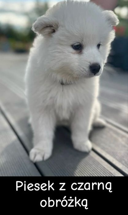Szczeniaki Samoyed gotowe do odbioru