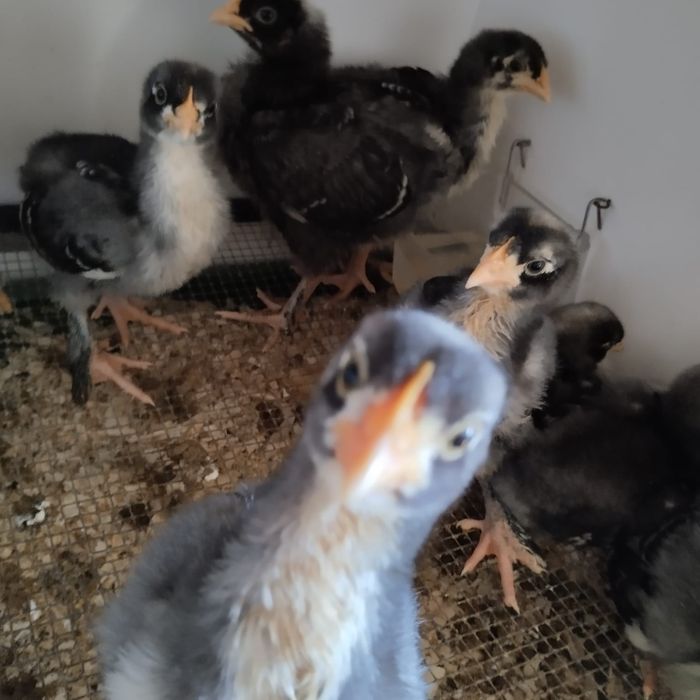 Galos e Galinhas Malines