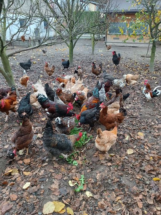 Jaja,jajka lęgowe mix