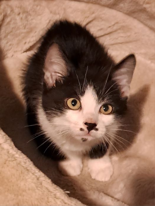 Кошенятко хлопчик