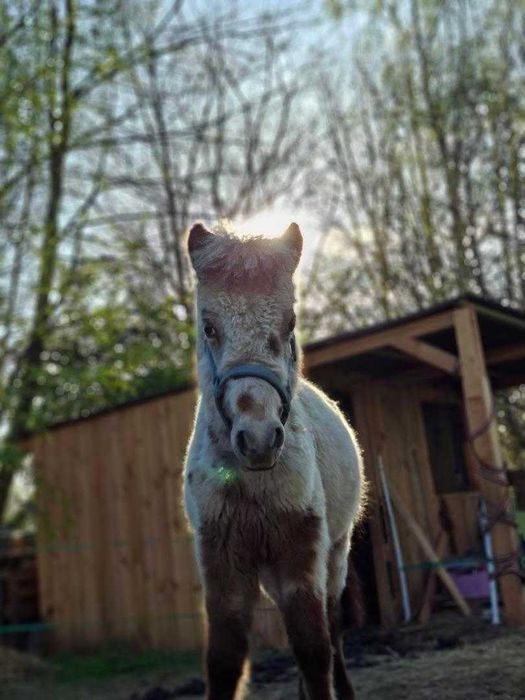 Ogierek mini appaloosa