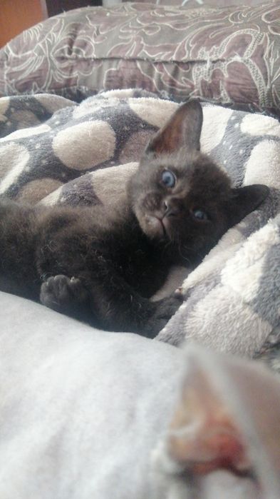 Продам котят сфинкс