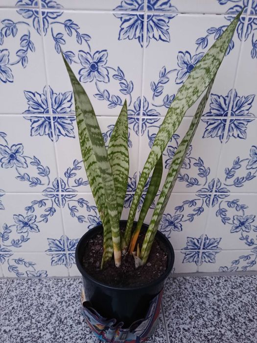 Planta natural espada de São Jorge grande