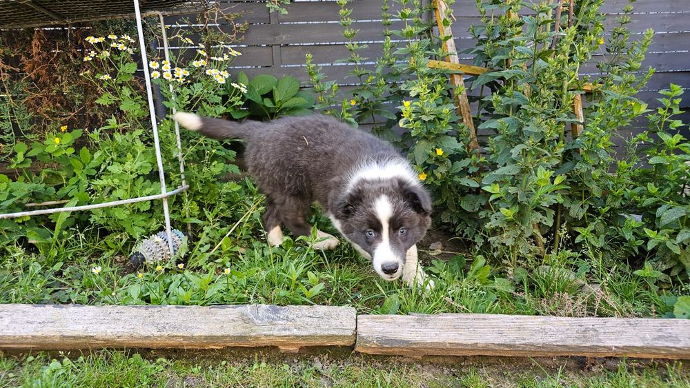 Piesek Border collie blue z niebieskimi oczkami