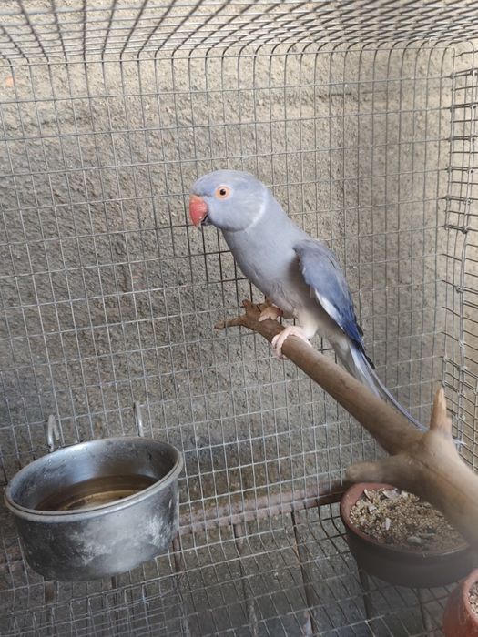 Ring neck cleartail