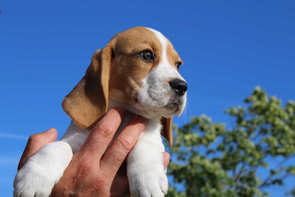Cachorra Beagle com LOP