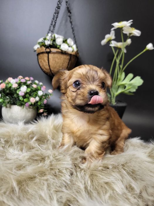 Дівчинка йоршерський терєр в забарвленням Голдаст