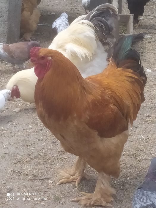 Sprzedam kury i kaczki