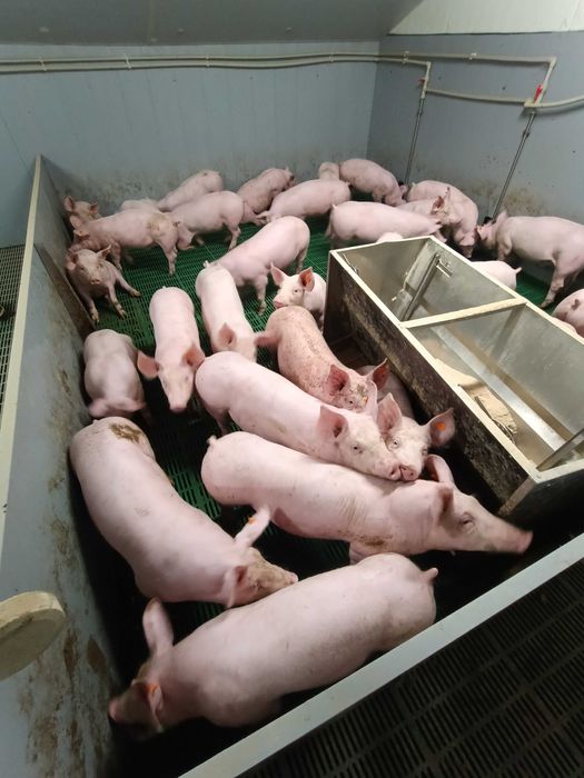 Sprzedam warchlaki 30kg