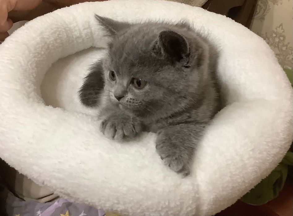 Котенок в подарок