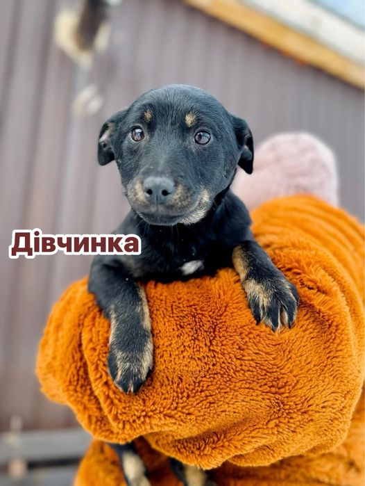 Цуценята в добрі руки