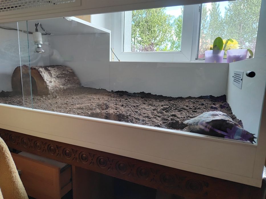 terrarium dla żółwia zdejmowane wieko