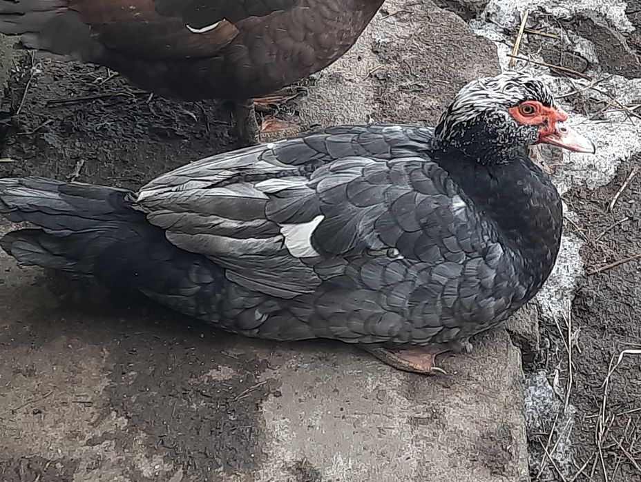 ПРОДАМ мускусного молодого  робочого качура ; +380963564535 Володимир