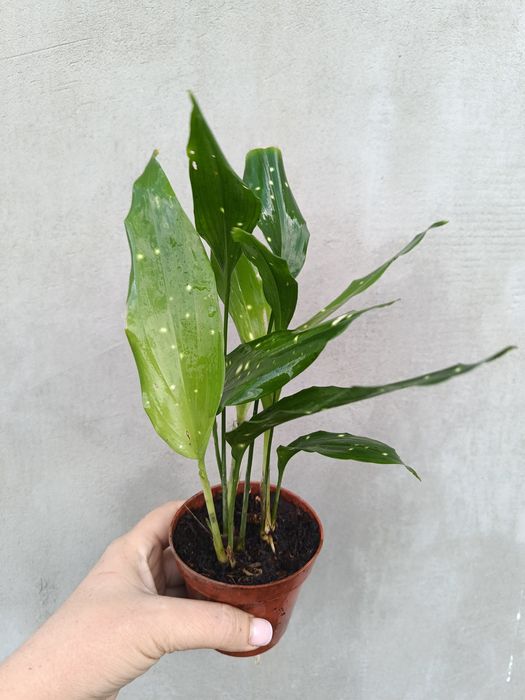 Аспідістра Aspidistra sp Thailand