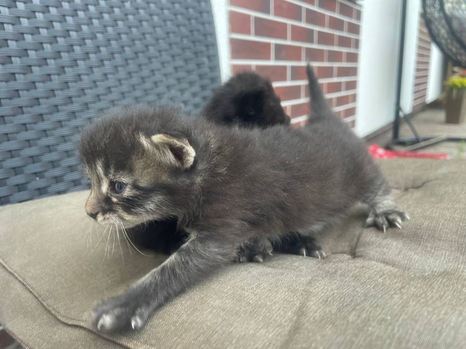 кошенятка самостійні