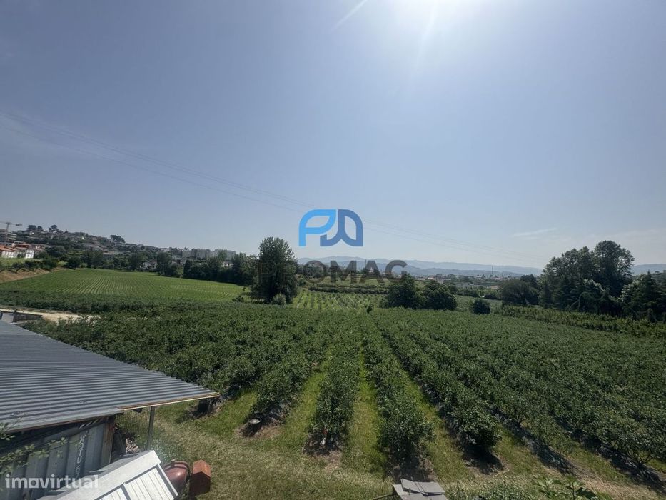 Terreno de Produção de Mirtilos