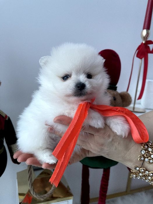 Померанські шпіци — Вони народжені, щоб вас радувати