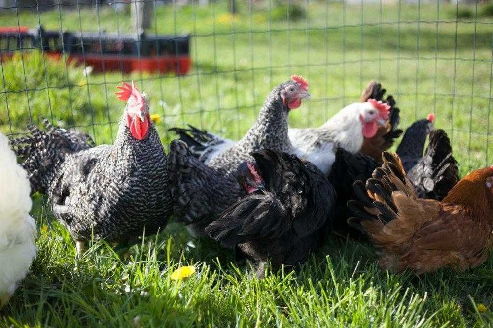 Kury kokoszki nioski Rosa kolorowa odchowana na wybieg dowóz Gratis