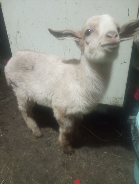 Продам Нубійця або обміняю на кізочку Нубійку