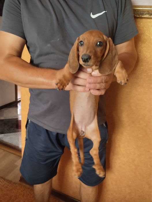 Продам щенят Таксенят