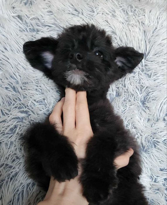 Дизайнерська кумедна дівчинка PomaPoo в перехідному віці. Киянкa