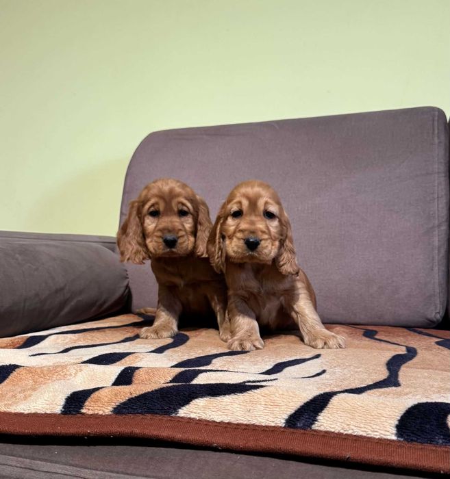 Cocker Spaniel angielski SUCZKA