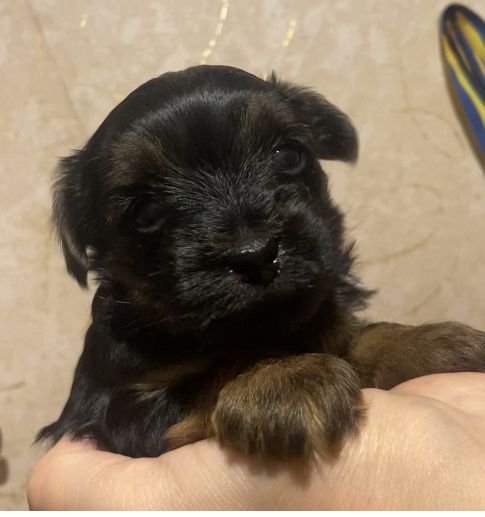 Хлопчик йоркширський тер‘єр