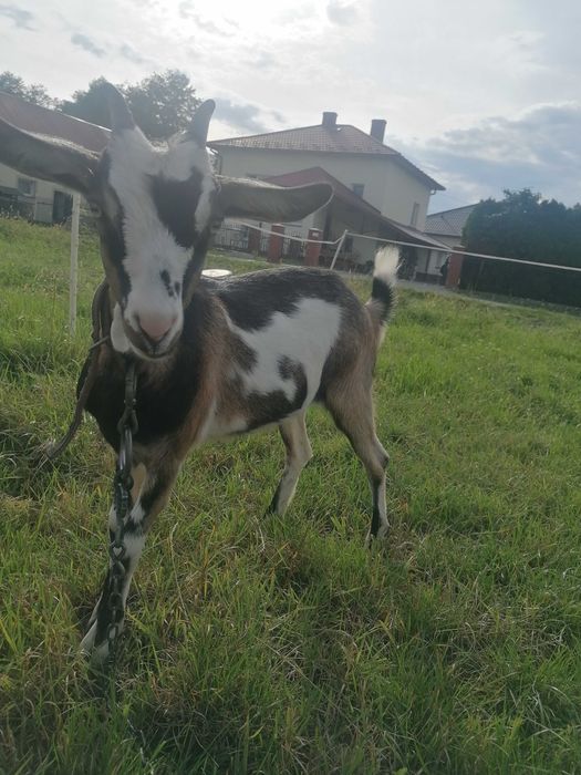 Sprzedam kuzki 2 młode