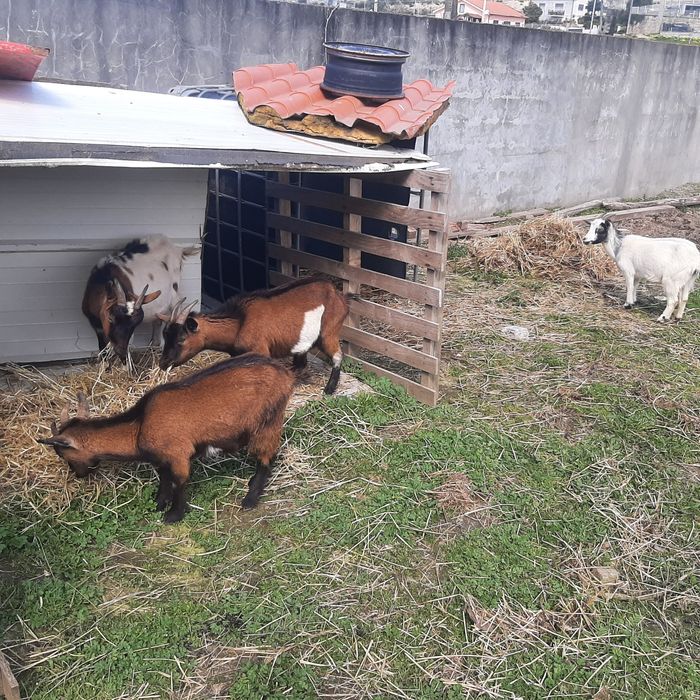 Vendo cabritas femeas