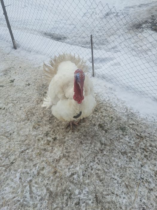 Продам індика  біг-6