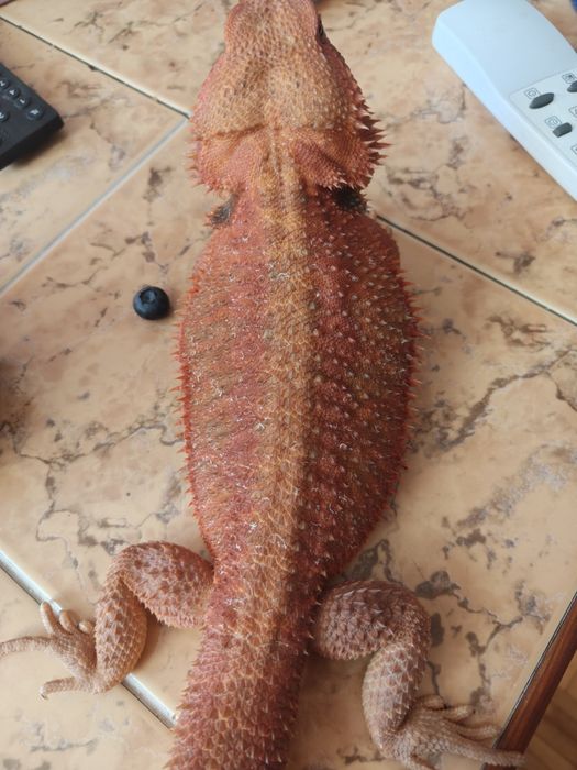 Agama brodata-samiec