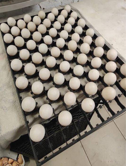 Инкубационное яйцо бройлерной белой утки