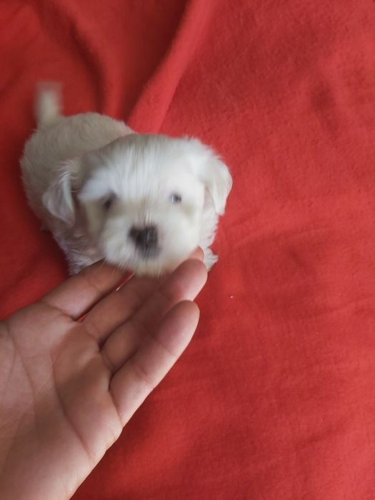 Bichon maltês  todo branco
