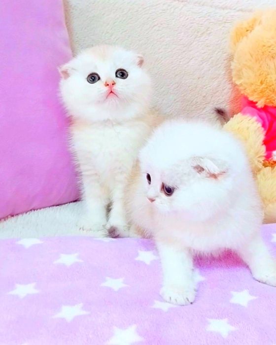 Серебристые красавчики мальчики вислоушки фолдики