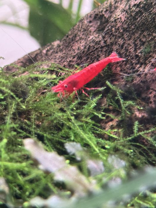 Camarões Neocaridina Premium - Cores Vibrantes e Saúde Garantida!