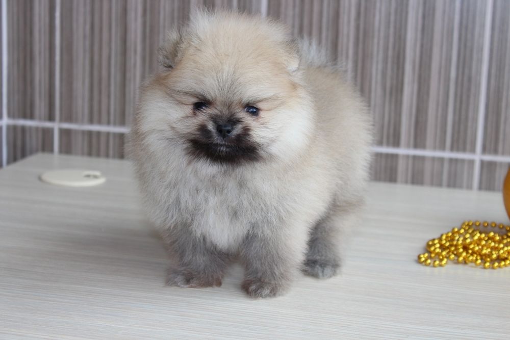 Маленькі ведмежатка Шпіци