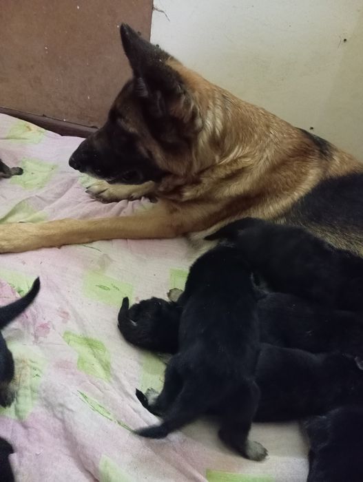 Щенки девочки стандарт