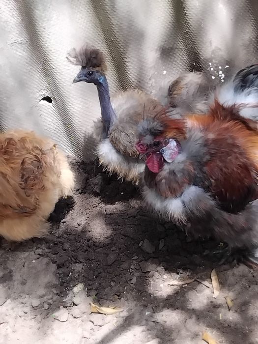 Galinhas sedosas pescoço pelado