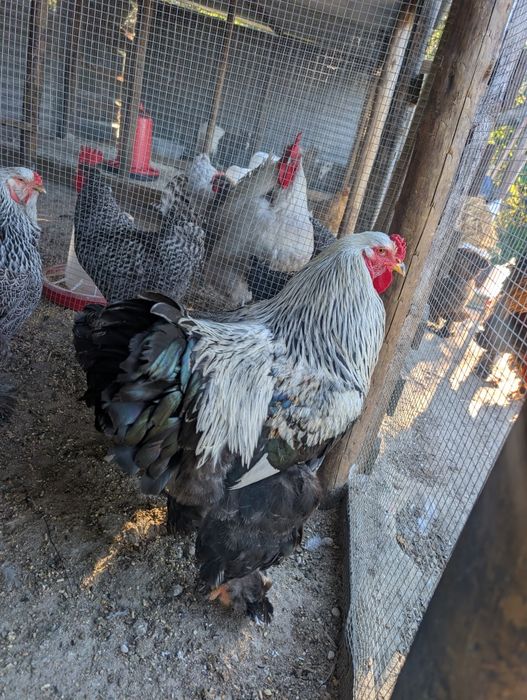 Ovos para incubação e pintos Brahma