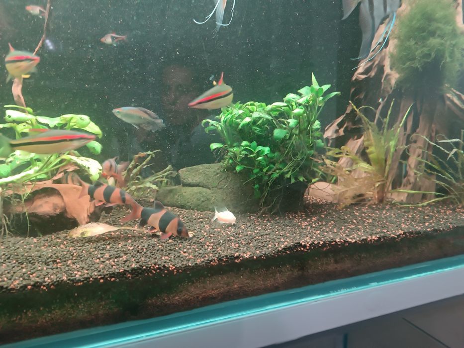Peixes para venda